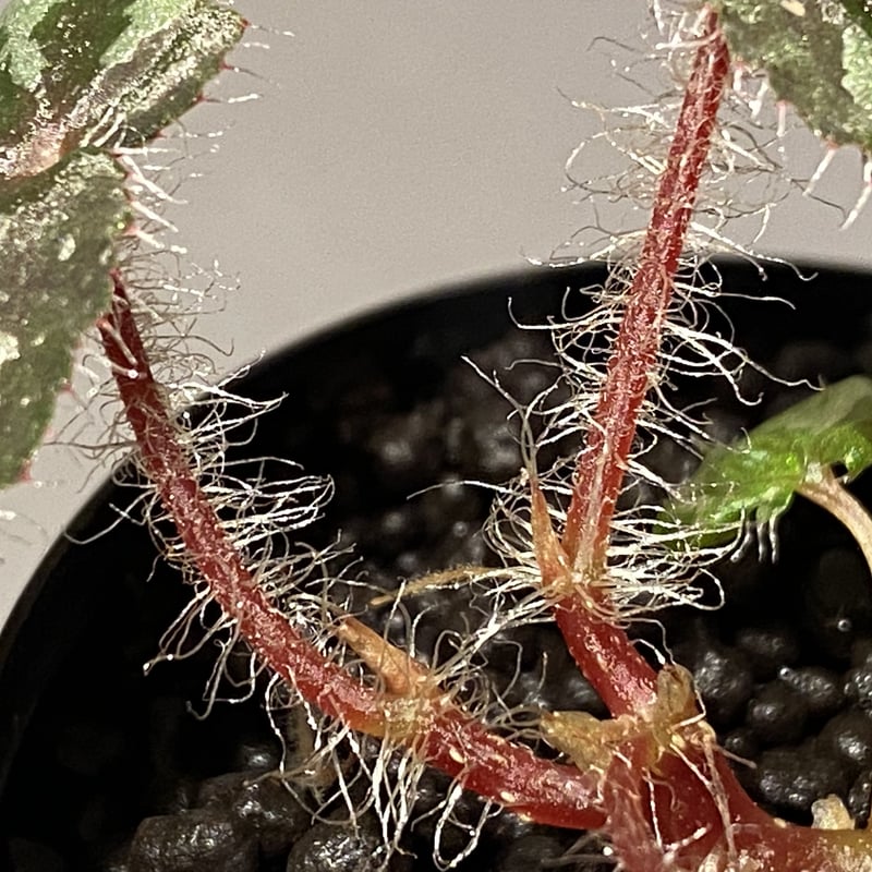 Begonia sp. from Lang Son [YH030519] TK | M・R・G・R