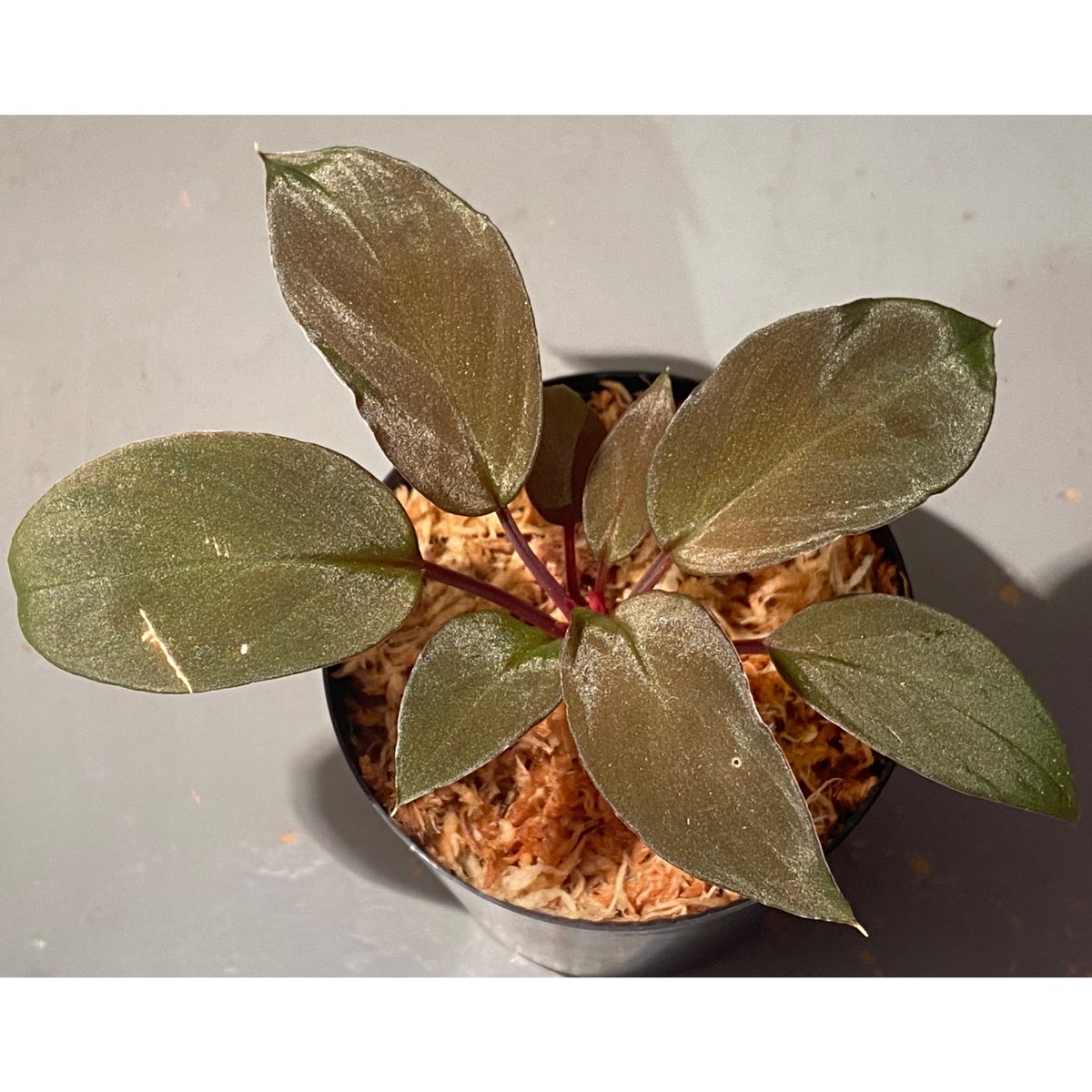 し*物様 Homalomena sp,\