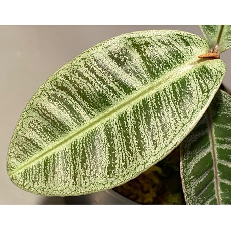 Labisia sp. from Riau sumatera