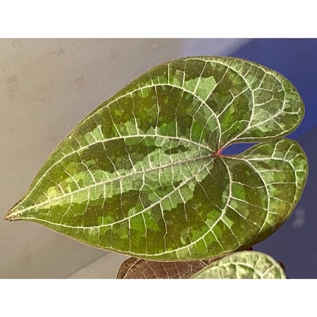 Dioscorea dodecaneura (discolor) from Ecuador