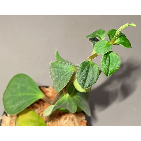 Peperomia sp. from Mt. Grupoka 1800m, East Highland, PNG