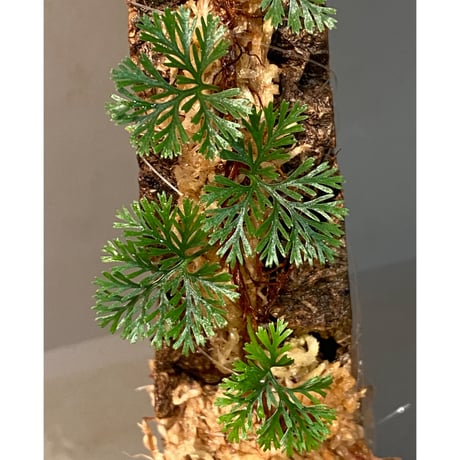 Davallia cf. parvula