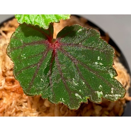 Begonia sp. from North Toraja [S0919-02] 伊藤蟻植物農園