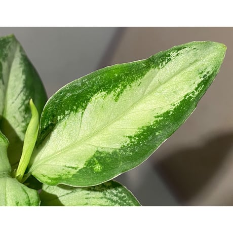 Aglaonema pictum "Castle" PDNC from Padang [AZ1012-10b]