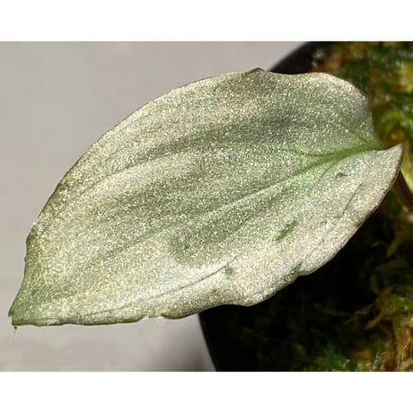 (3芽) Homalomena sp. "Shirogane" SRP from Pulau Lingga[HW1017-XX]