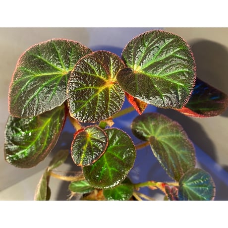 (大株) Begonia sp. from Manaus