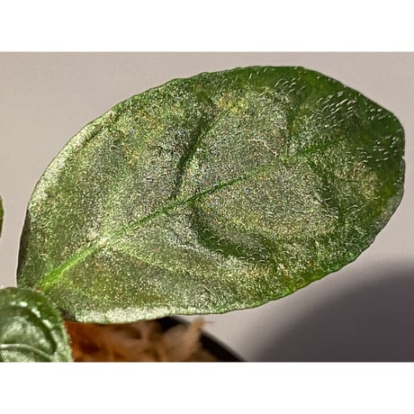 Cosmianthemum bullatum [LA0515-02]