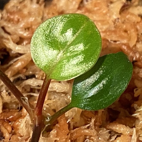 Homalomena terajaensis "Labi" Brown Brunei [TB]