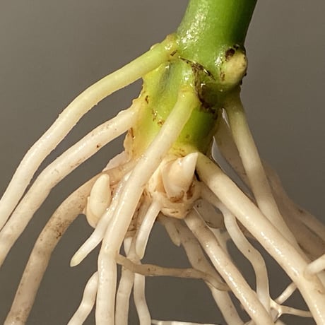 Aglaonema pictum A from Aceh sumatera [LA1115-03 i] ①