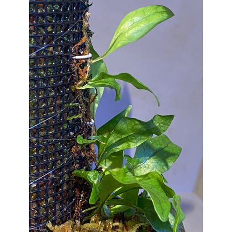 Microsorum sp. "Timika" Papua [TB]