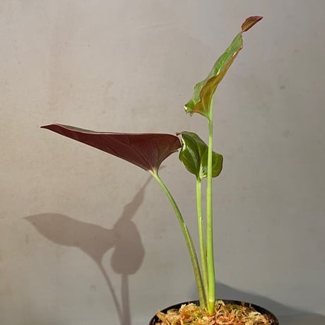 Syngonium sp. from Choco Colombia [tanakay]