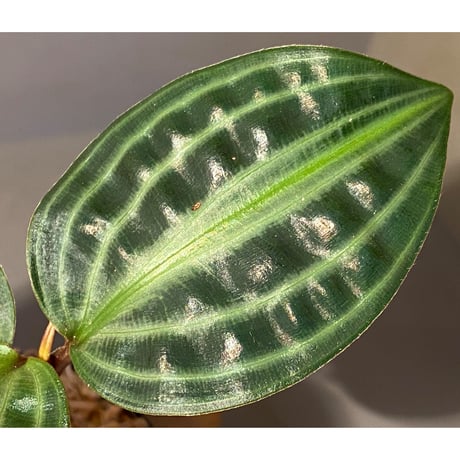 Geogenanthus undatus from Tarapoto Peru [tanakay]