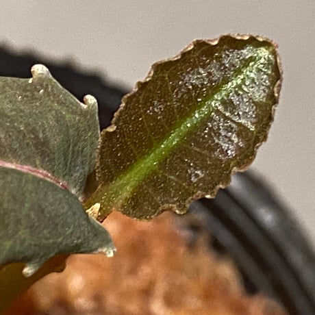 Labisia sp. from Malaysia [KN]