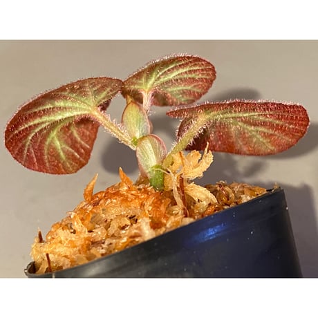 Begonia sp. from Manaus