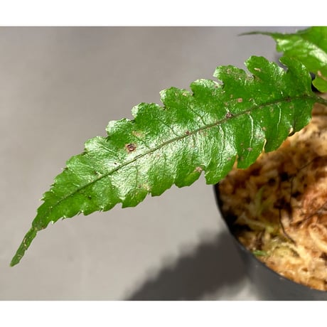 Bolbitis subcardata 西表島産