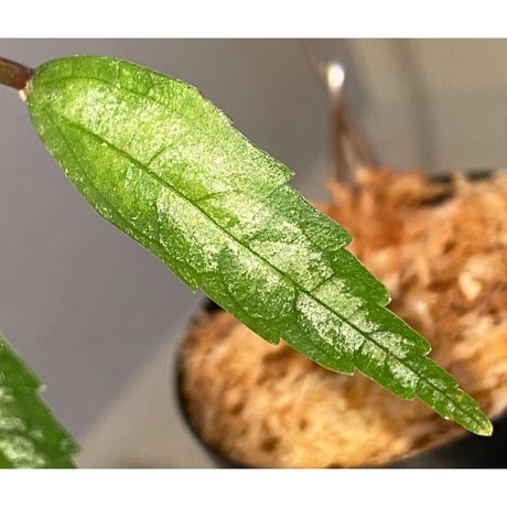Elatostema sp. from Quezon, Luzon, Philippines