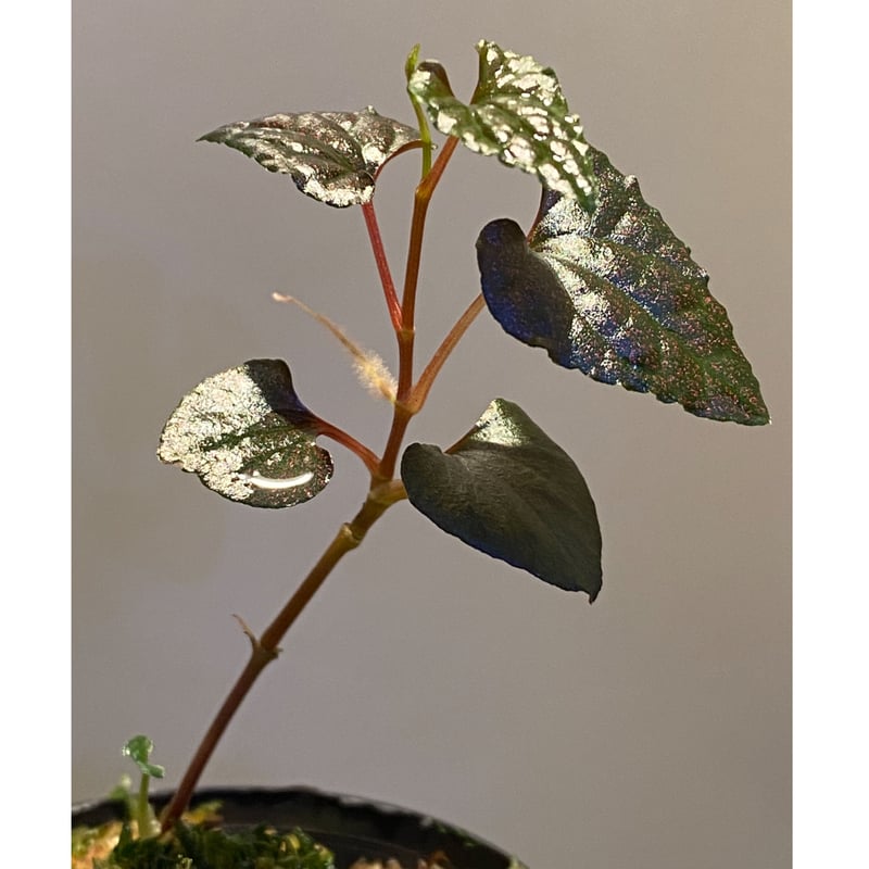 Piper sp. from Carranglan Nueva Ecija 標高1200m [