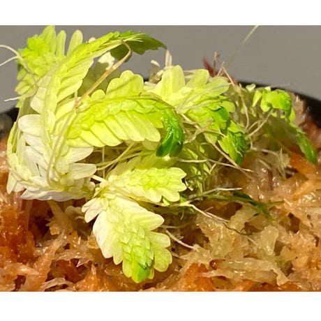 Selaginella sp. バリエガータ from "Nanga pinoh" [TB]