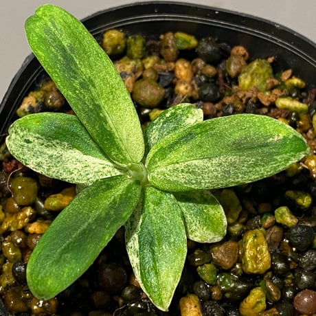 Schismatoglottis sp. "初霜錦" from Murung raya [LA0515-05]