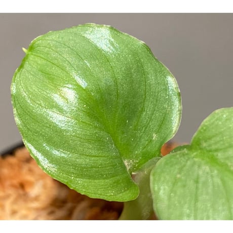 Homalomena sp. "Green" from Bogor