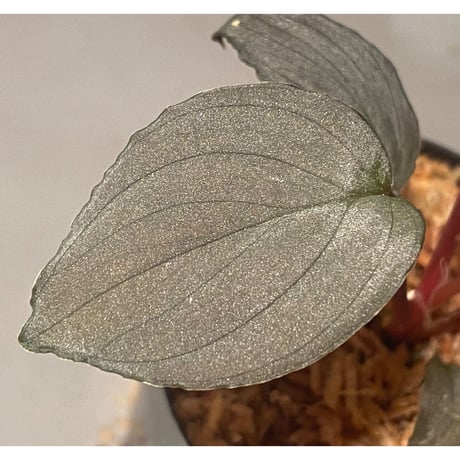 Homalomena sp. "Imperial Japanese Navy" from Resum P.Lingga [AZ0517-11]