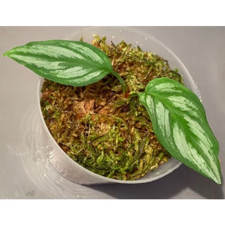 Homalomena sp. from Riau sumatera [LA1119-02]