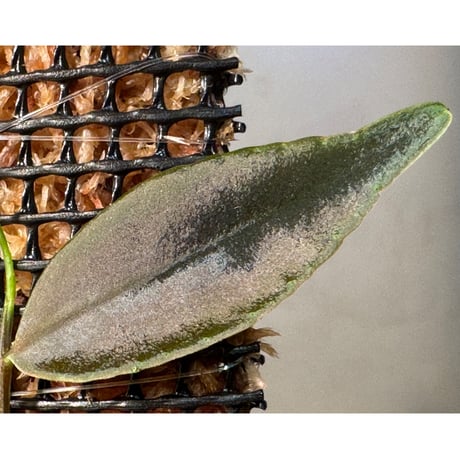 Marcgravia sp. "Azreal"