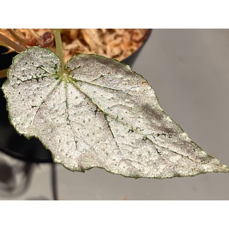 Begonia formosana from Taiwan