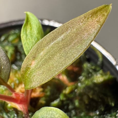 Homalomena 'Rec151' K0522-f2 [KZT]