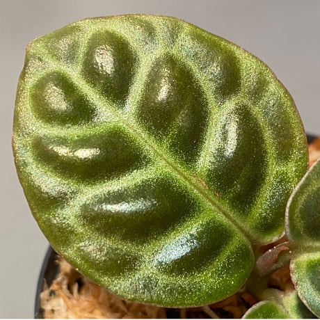 Ardisia sp. "Turtle Back" from Borneo