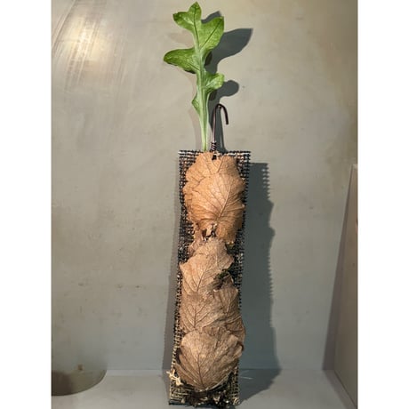 Drynaria bonii from Laos