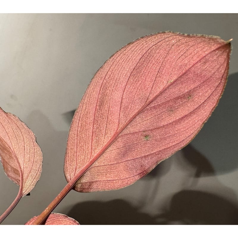 Homalomena sp. aff Insignis“Sarawak”[TB] Homalomena sp. from Bau Sarawak | M・R・G・R