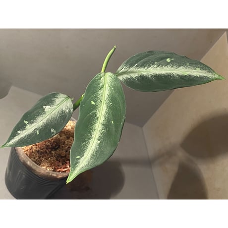 Aglaonema pictum "Hair Line" from Tigalingga [HW0219-01g] ①