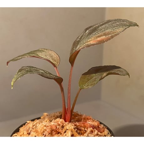 Homalomena sp. from Solok sumatera [LA0616-03] ①