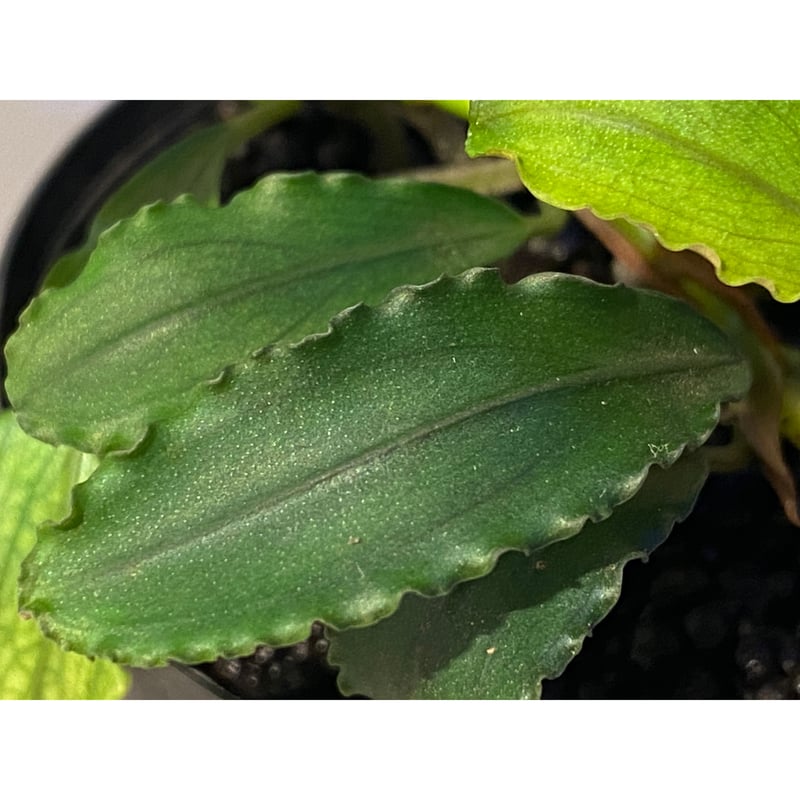 Bucephalandra sp. Varigata親株には子株が4つあります。 Bucephalandra sp. Varigata親株には子株が4つあります。 水草