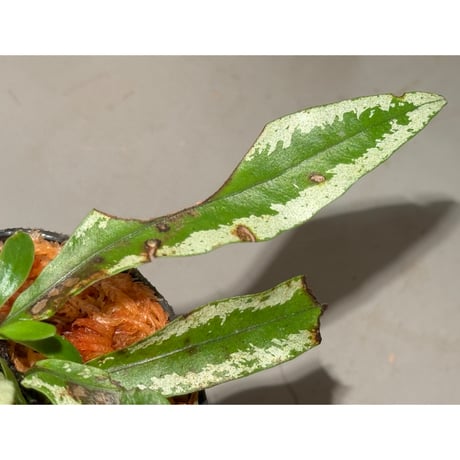 Colysis sp. from West Kalimantan