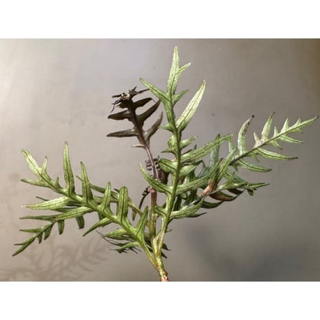 Labisia sp. from Central Papua