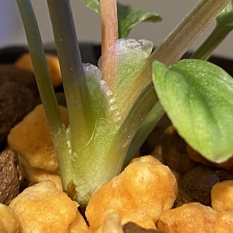 Homalomena hyb. Rec110-03 [K0320-f1] KZT