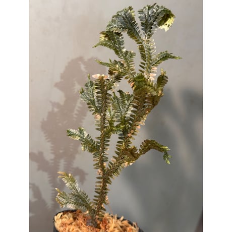 Selaginella sp. from Ngabang West Kalimantan ②
