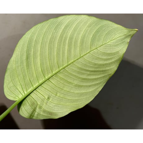 Bau hendrikii ( 旧 Schismatoglottis hendrikii) from Sekadau West Kalimantan ①
