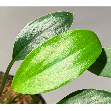 Homalomena sp. from Sekadau Selatan