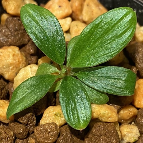 Homalomena sp. [LA0317-z-r]