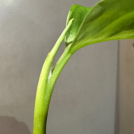 (タグ付き2芽) Aglaonema pictum CW1507 モザイク from Sumatera barat [TB]