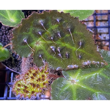 Begonia cf. ferox from Cao Bang [YH040519BK] TK