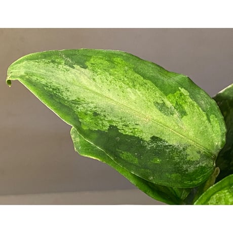 Aglaonema pictum "Eureka Mk-2" DFS from Sumatra barat [AZ0912-1]