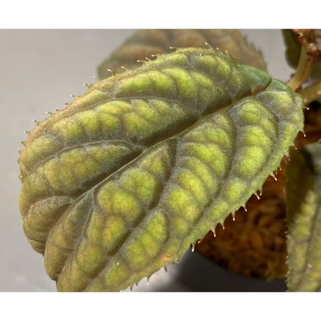 Ardisia sp. from Vietnam