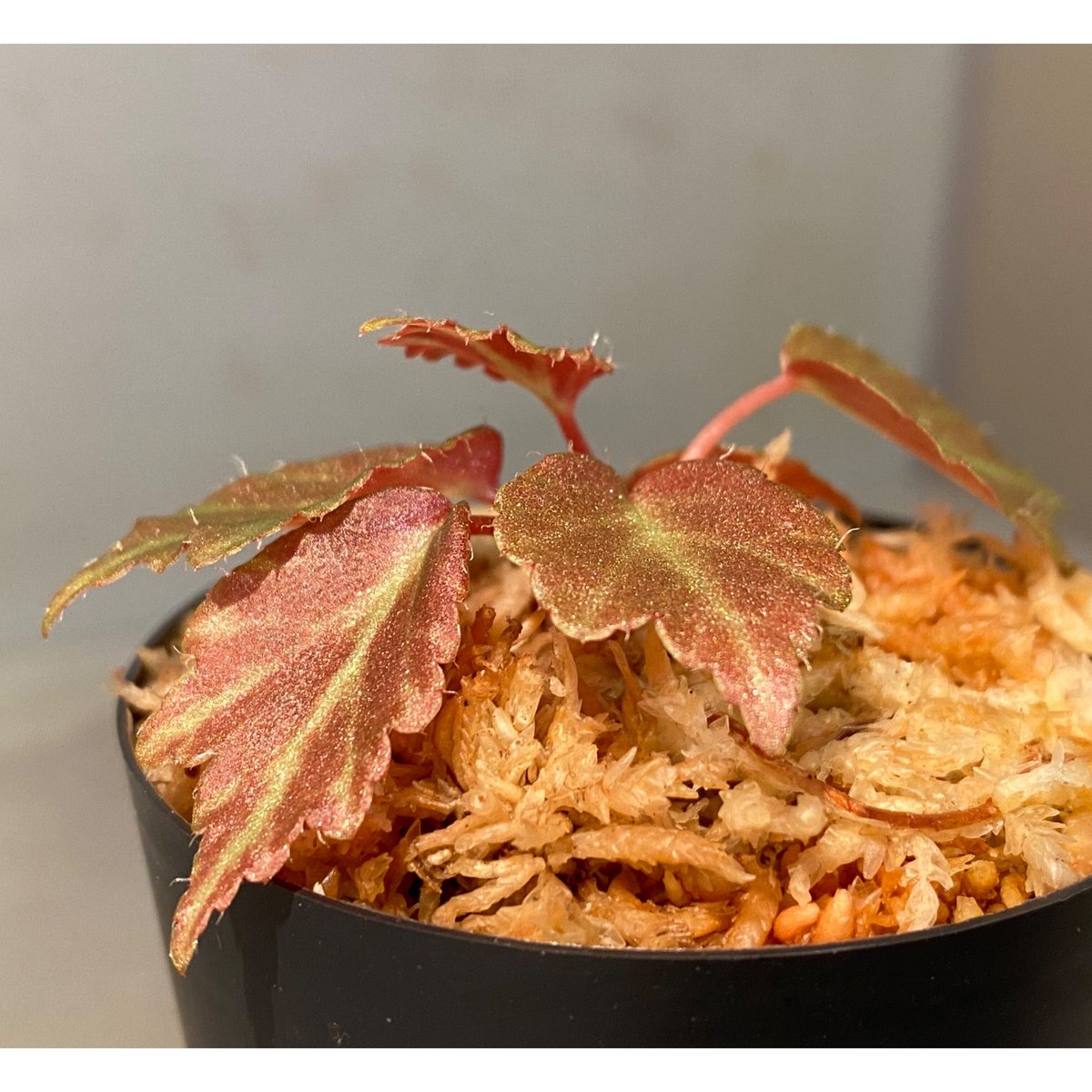専用❣️Begonia Begonia Pink Minx for Sale - HappyForestStore