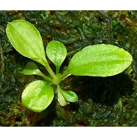 Homalomena sp. "Kayu Lapis" White Kal-barat [TB]