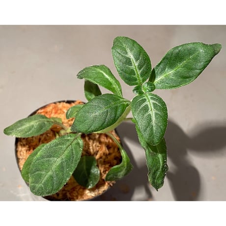 Gymnostachyum sp. f1 from Sumatera Barat [LA0414-01]