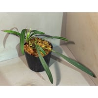 Bucephalandra sp. 